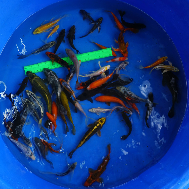 Super Koi Deal #2 Qty 50 [SKD2-61826] 4-8 inches