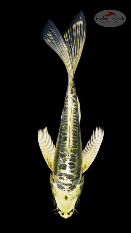 Kin Kikokuryu 6-7 inches [G26-T109-4]