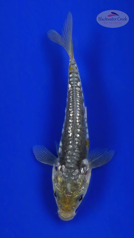 Doitsu Soragoi 4-5 inches [G26-T15-3]