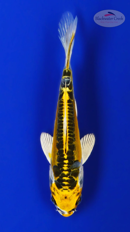 Doitsu Banana 4-5 inches [G26-T15-8]