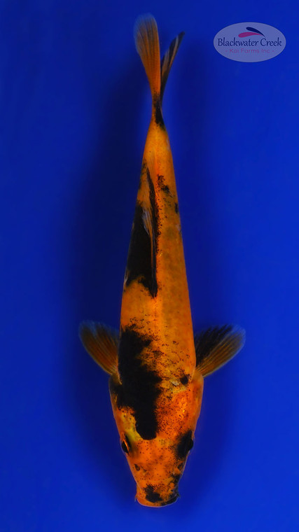 Hi Utsuri 4-5 inches [G26-T17-6]