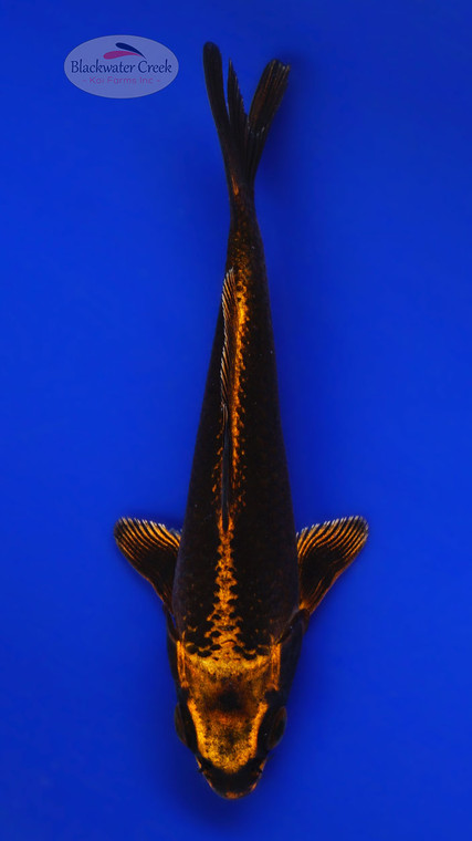 Golden Glow Matsuba 5-6 inches [G26-T20-4]