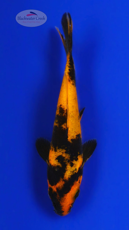 Hi Utsuri 4-5 inches [G26-T31-9]