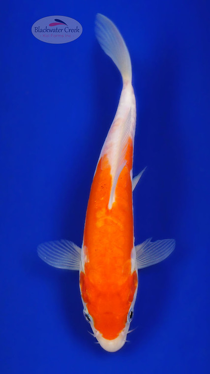 Kohaku 6-7 inches [G26-T35-5]