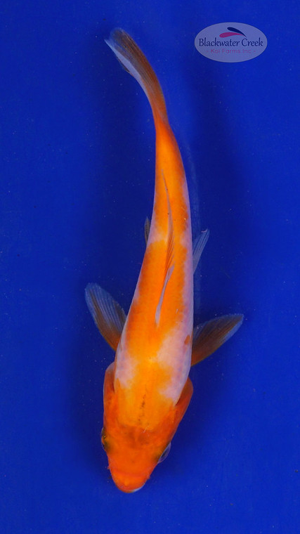 Koi 643 3-4 inches [PW-T11-643]