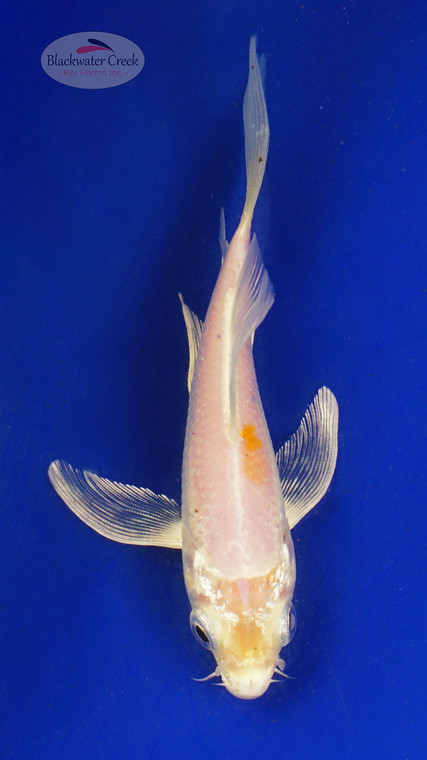 Koi 659 3-4 inches [PW-T23-659]