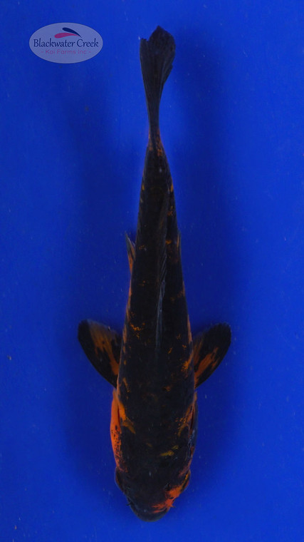 Koi 661 3-4 inches [PW-T23-661]