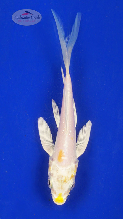 Koi 662 3-4 inches [PW-T23-662]