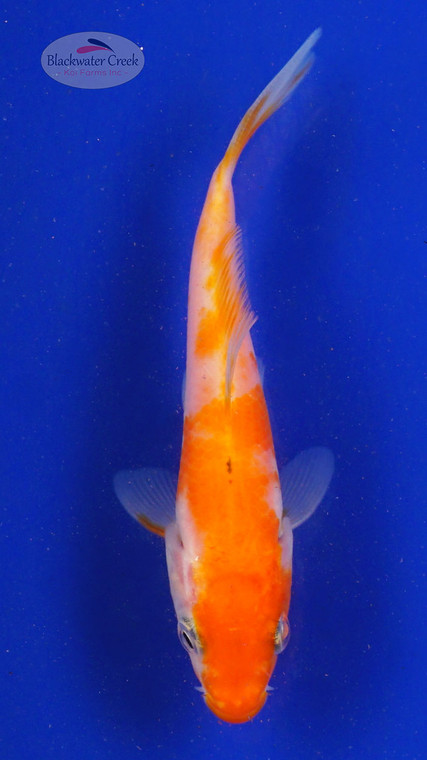 Koi 669 3-4 inches [PW-T23-669]