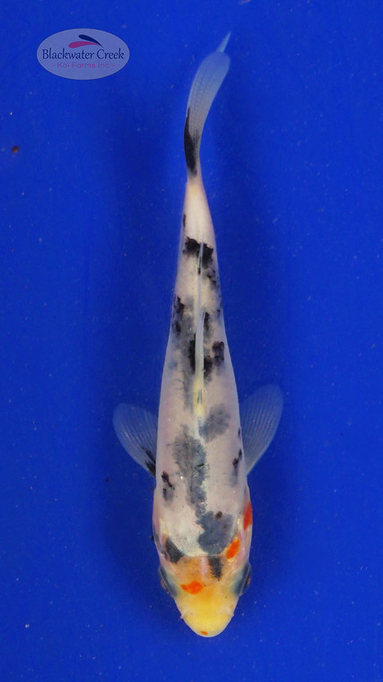 Koi 670 3-4 inches [PW-T23-670]