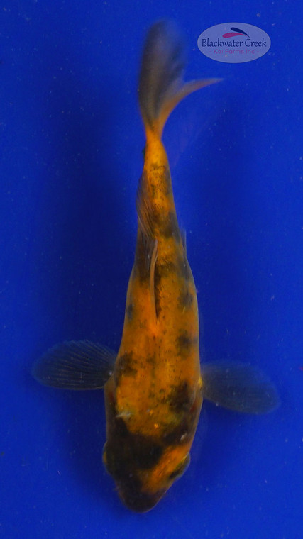 Koi 684 3-4 inches [PW-T23-684]