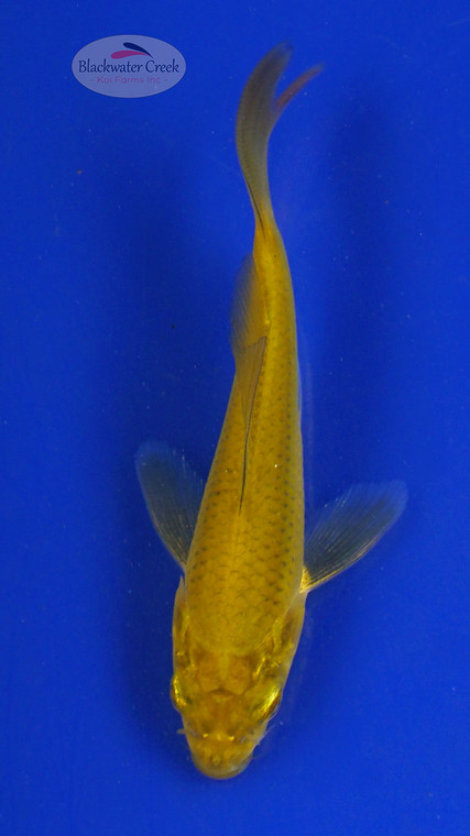 Koi 690 3-4 inches [PW-T24-690]