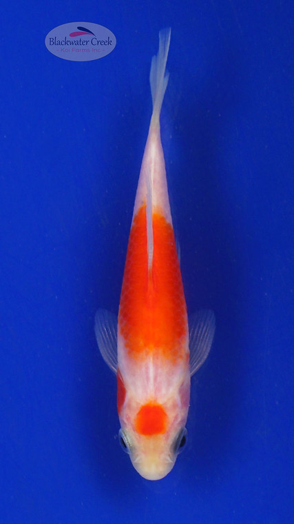 Koi 692 3-4 inches [PW-T24-692]