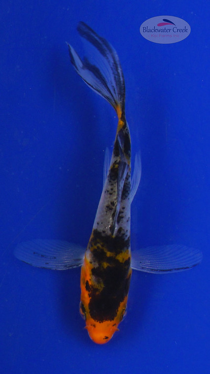 Koi 703 3-4 inches [PW-T24-703]