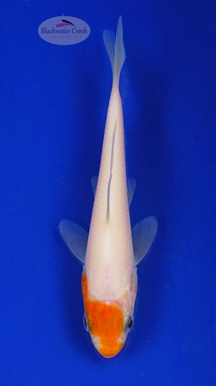 Koi 709 3-4 inches [PW-T24-709]