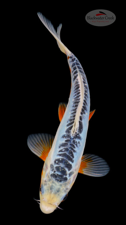 Sky Blue Shusui 7-8 inches [G26-T44-6]