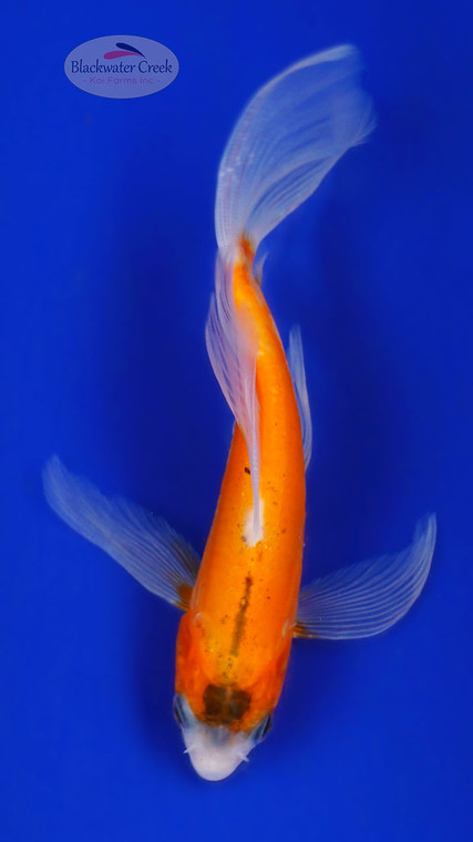 Painter Kohaku 5-6 inches [G26-T45-9]