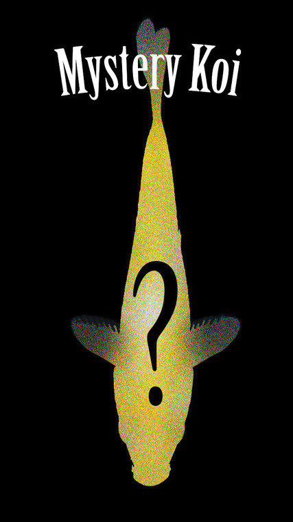 Amazing Mystery Koi Qty 1