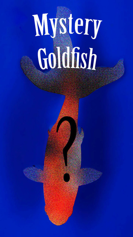 Beautiful Mystery Goldfish Qt 1