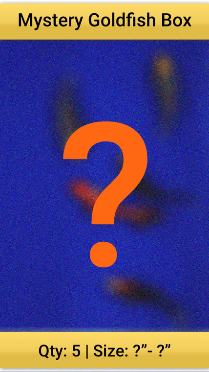 Surprise Mystery Box of Goldfish Qty 5
