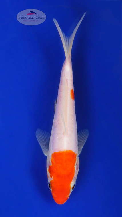 Doitsu Kohaku 5-6 inches [G26-T49-5]