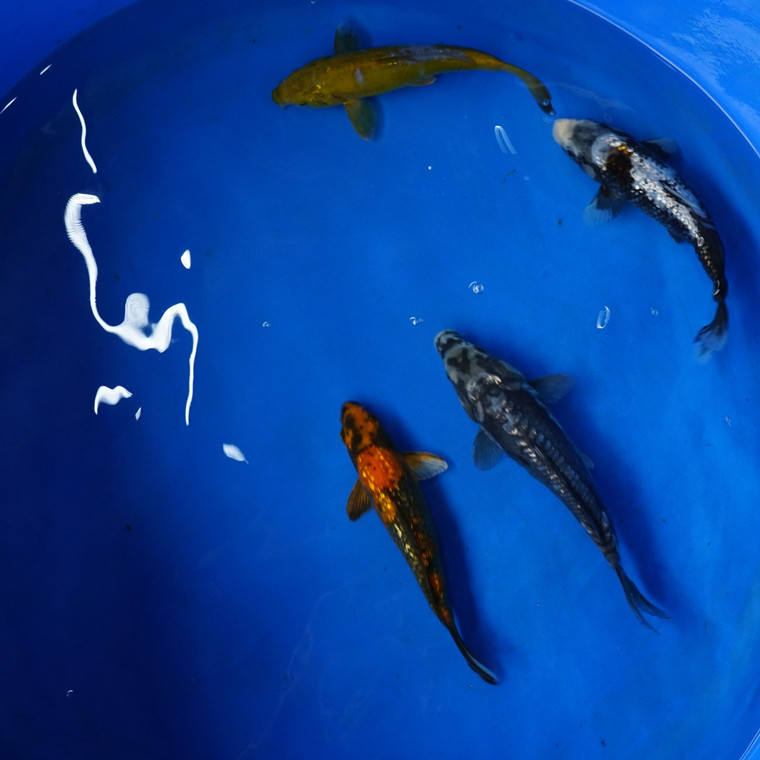 Super Koi Deal #5 Qty 4 [SKD5-7926] 7-9 inches