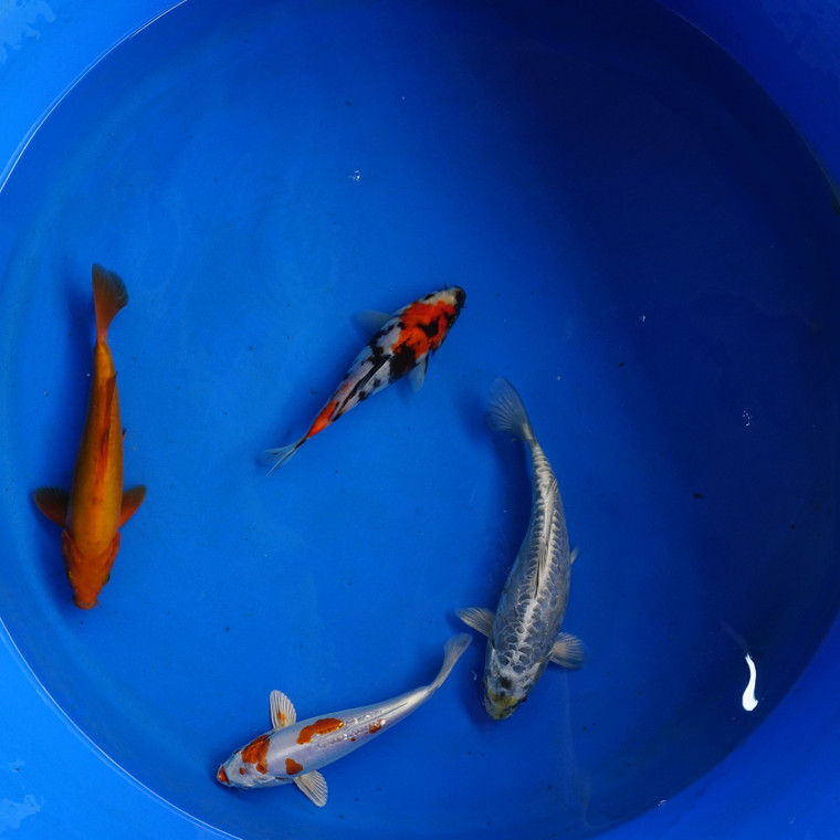 Super Koi Deal #6 Qty 4 [SKD6-7926] 6-10 inches
