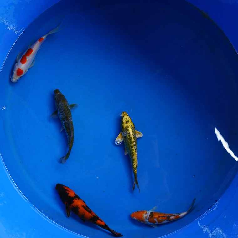 Super Koi Deal #18 Qty 5 [SKD18-7926-SH9] 6-8 inches