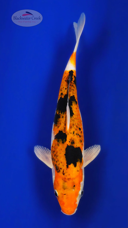 Yamato Nishiki 8 inches [ED5-71426-2]
