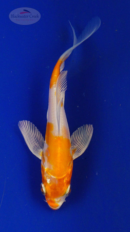 Koi 3-4 inches [PW-T26-716]