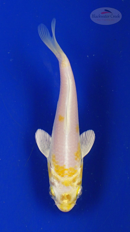 Koi 3-4 inches [PW-T26-718]
