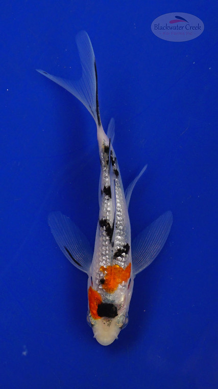 Koi 3-4 inches [PW-T26-720]