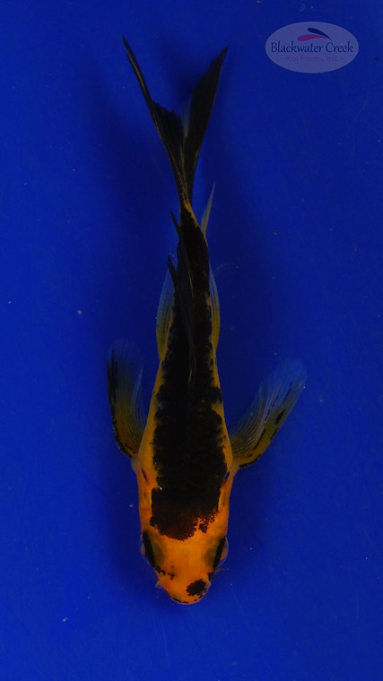 Koi 3-4 inches [PW-T26-722]