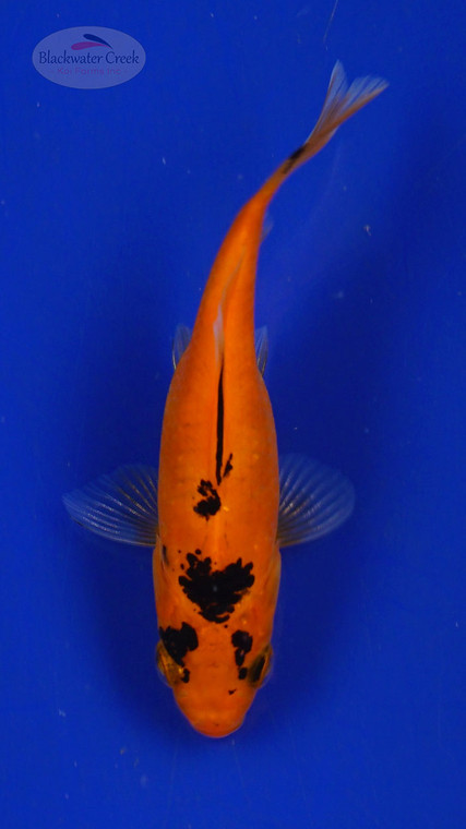 Goldfish 3-4 inches [PW-T26-727]