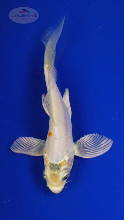 Koi 3-4 inches [PW-T26-728]