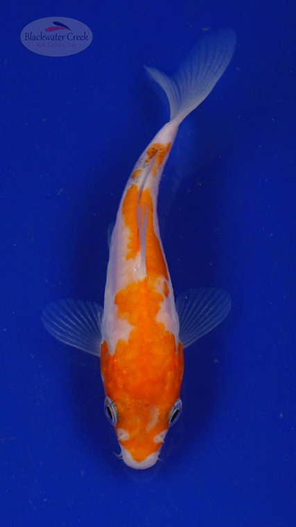 Koi 3-4 inches [PW-T27-736]