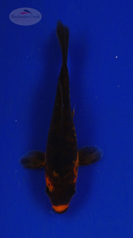 Koi 3-4 inches [PW-T27-737]