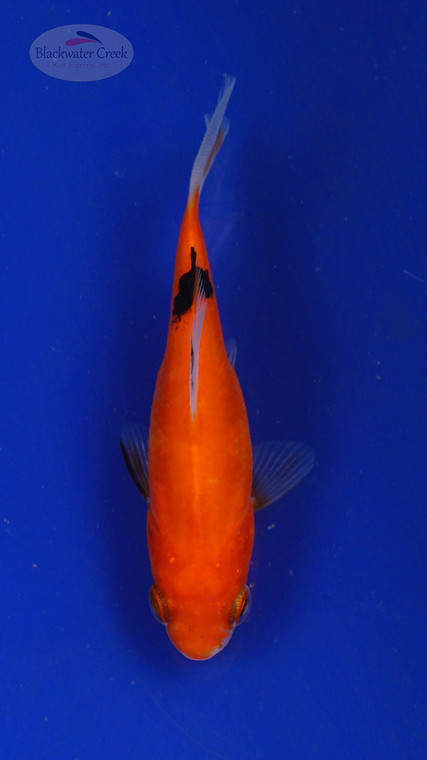 Goldfish 3-4 inches [PW-T27-740]