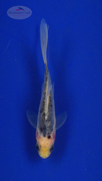 Koi 3-4 inches [PW-T27-743]