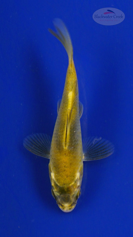 Koi 3-4 inches [PW-T27-751]