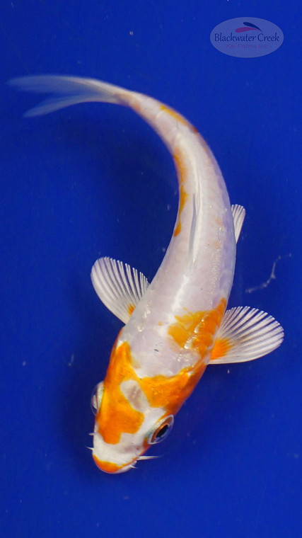Koi 3-4 inches [PW-T27-752]