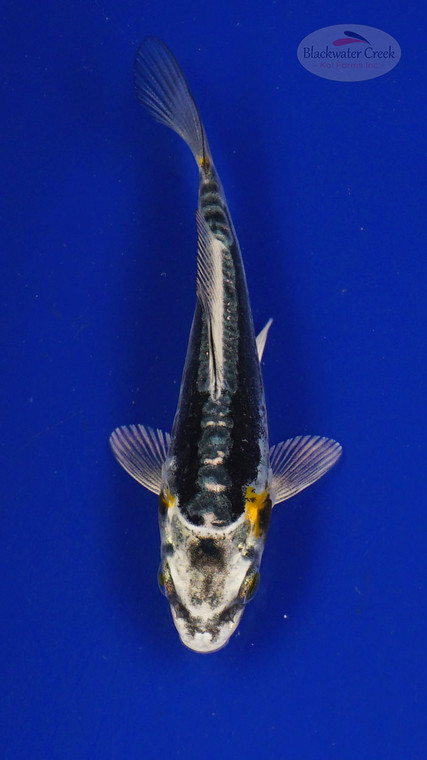 Koi 3-4 inches [PW-T27-754]