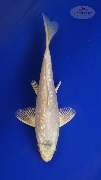 Koi 3-4 inches [PW-T27-759]