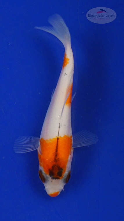 Koi 3-4 inches [PW-T27-761]