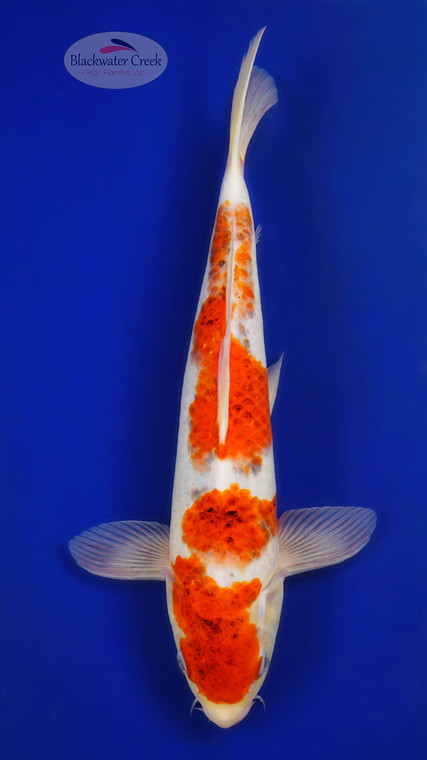 Goromo 13 inches [ED11-72626-5]