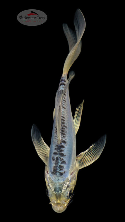 Sapphire Kikokuryu 6-7 inches [H26-T61-4]