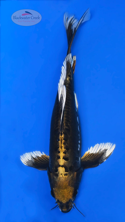 White Tips  14 inches [ES2-72426-1] SEE VIDEO