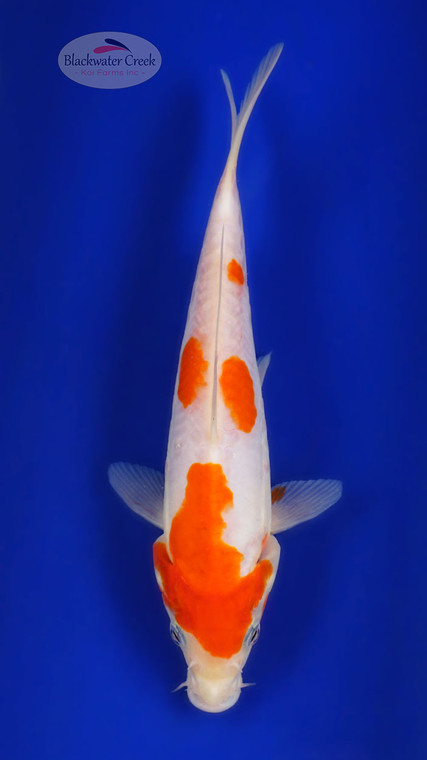 Kohaku 10 inches [ED13-72426-6]