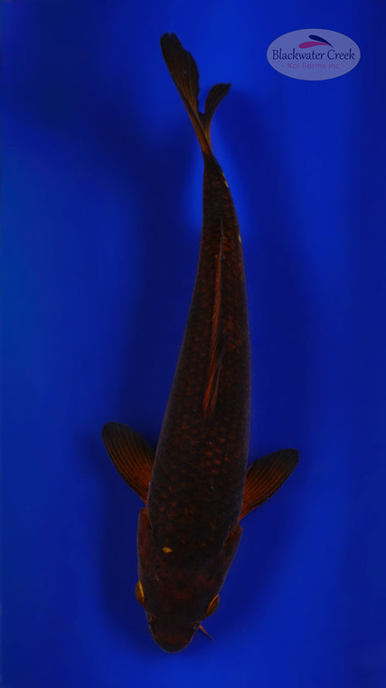 Chagoi 10 inches [ESH1-72926-1]
