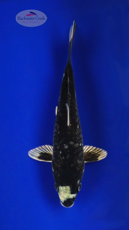 Kumonryu 7 inches [SH12-72426-7]